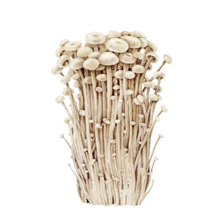 Enoki