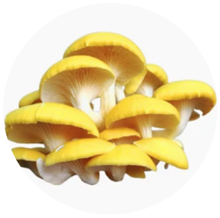 Golden Oyster