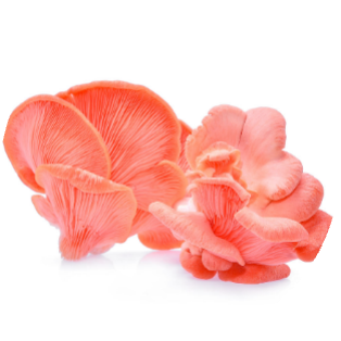 Pink Oyster